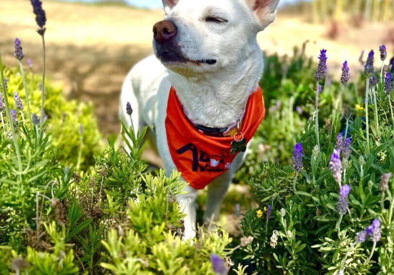 IMG_0397-41686c7 A dog with a red bandana standing in the grass.