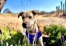 A dog in the grass with flowers around him.