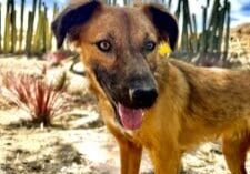 A dog standing in the desert with cacti behind it.