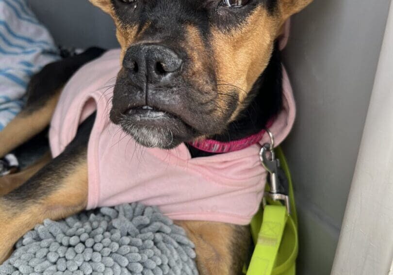 A dog with a pink collar and leash.