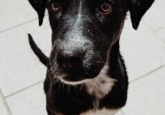 A black and white dog is looking up at the camera.