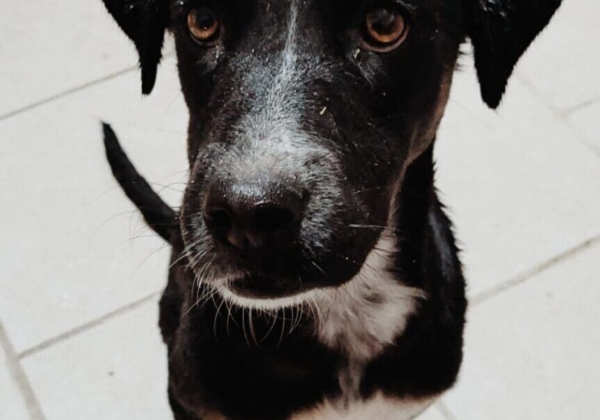 e28f9c95-c358-47d0-b5e0-f466d2c83315-b1e041c A black and white dog is looking up at the camera.